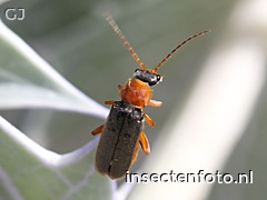 cantharis lateralis